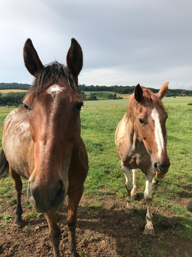 chevaux à Fey